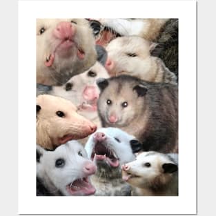 Possum collage Posters and Art